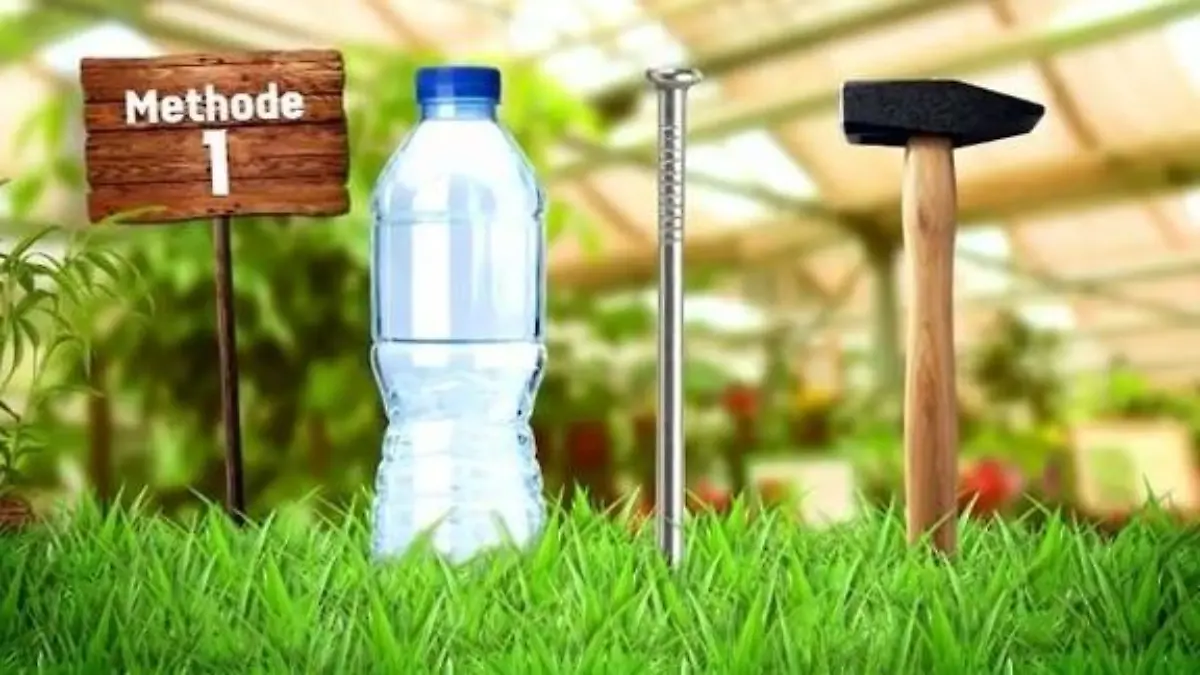 DIY-Bewässerungsanlagen im Test! Bleiben die Pflanzen dadurch 14 Tage frisch?