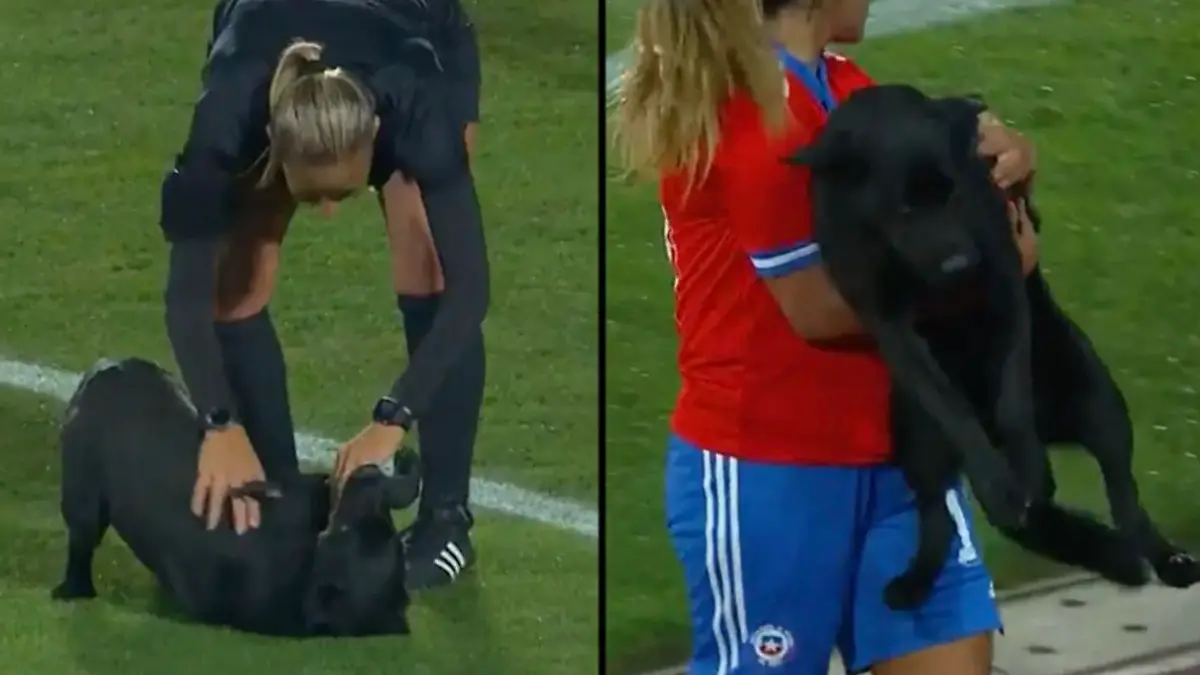 Dieser Hund hat alles gegeben, das Spiel zu stören und wurde belohnt.