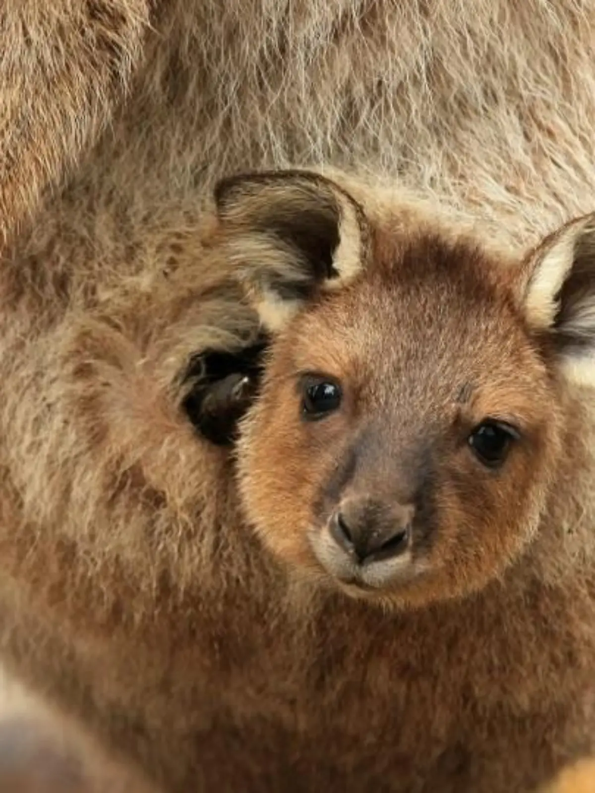 Bild zu: "Der Kreislauf des Lebens"