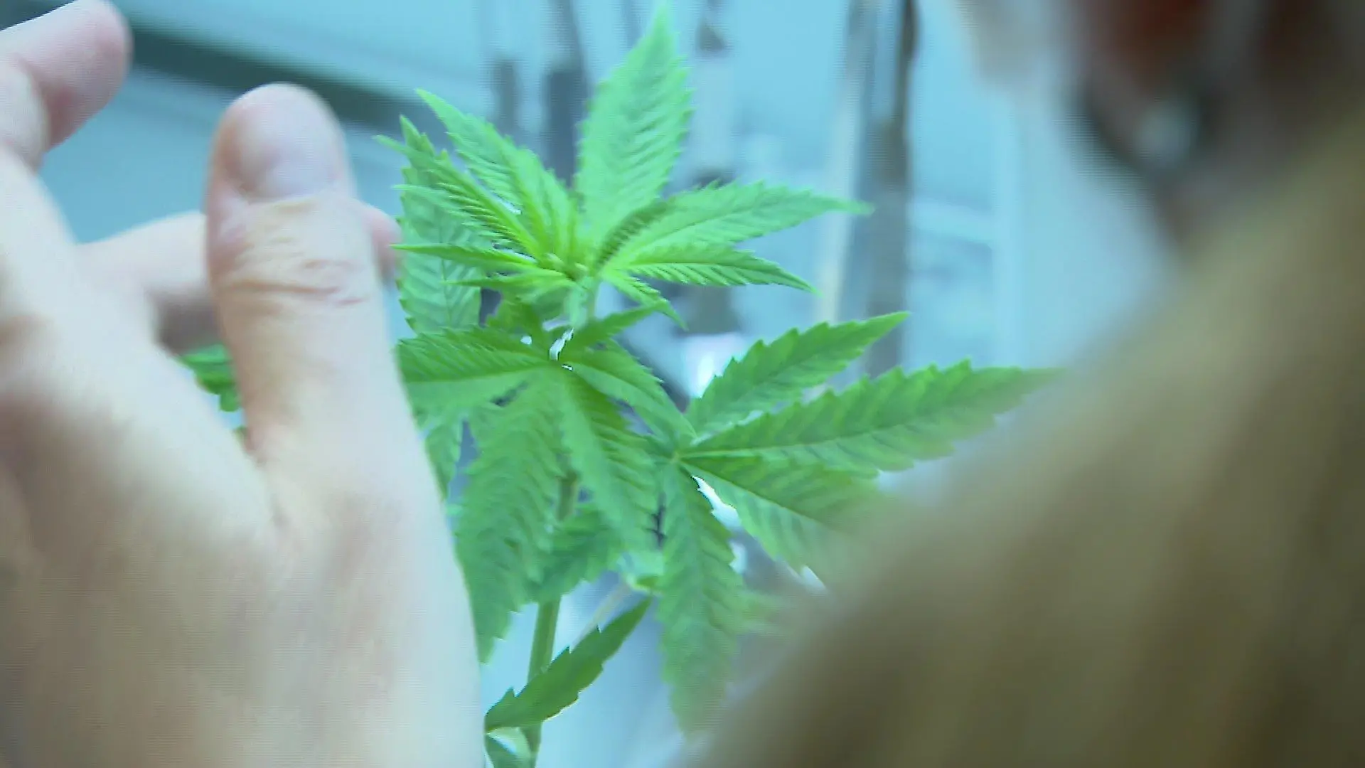 Besonders die Blüten der Cannabis-Pflanze sind für die medizinische Anwendung von besonders großer Bedeutung.