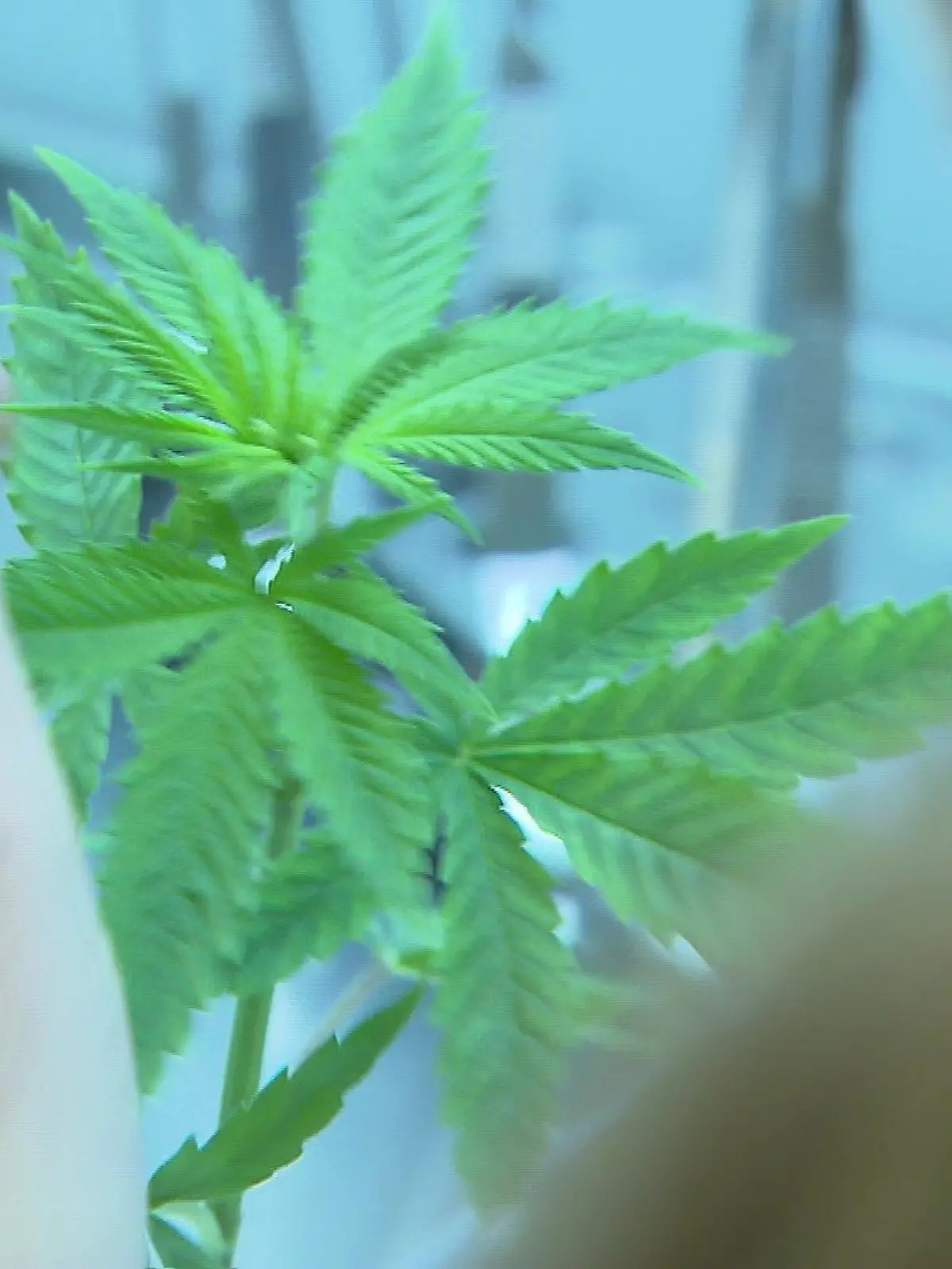 Besonders die Blüten der Cannabis-Pflanze sind für die medizinische Anwendung von besonders großer Bedeutung.