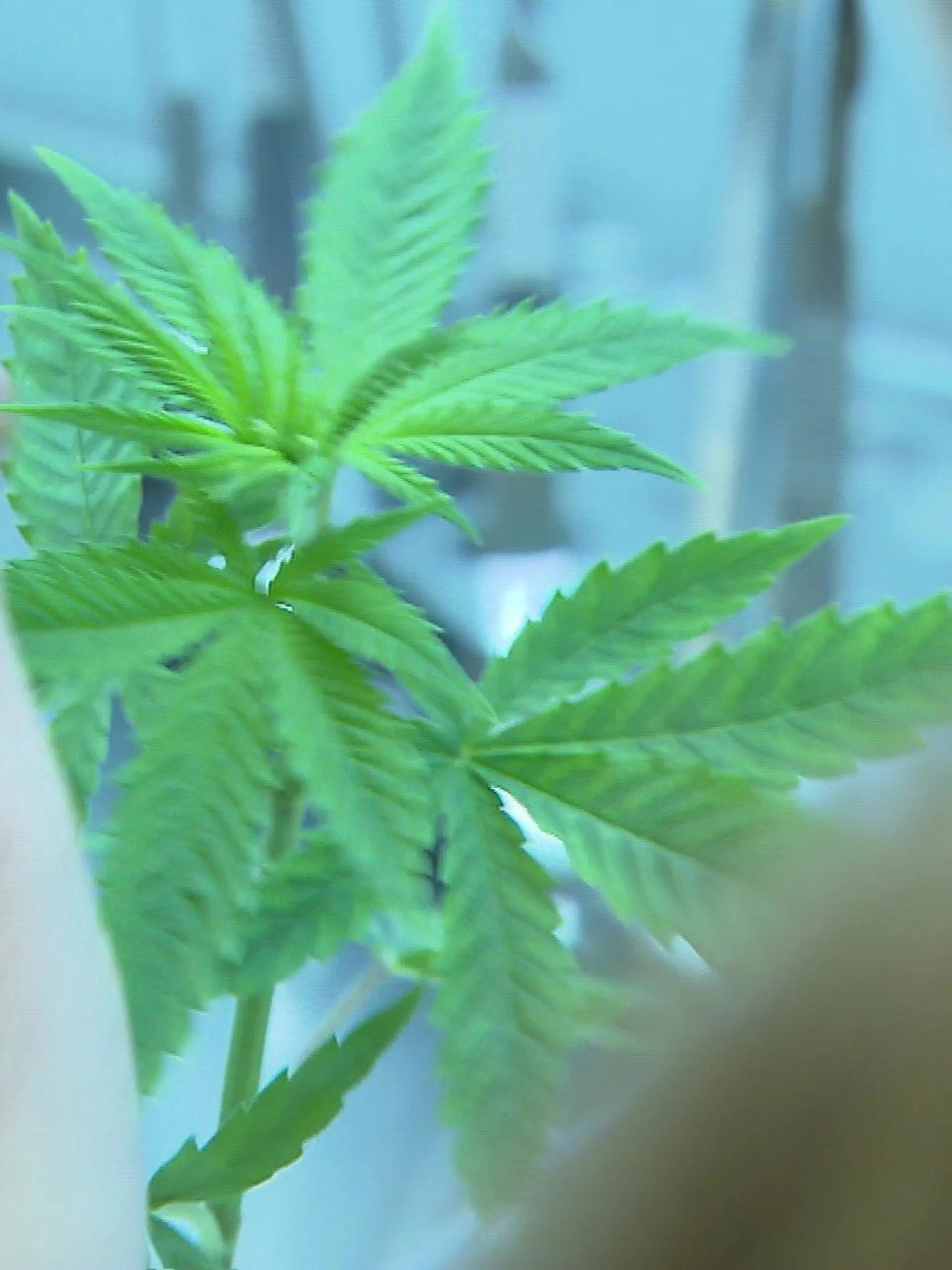Besonders die Blüten der Cannabis-Pflanze sind für die medizinische Anwendung von besonders großer Bedeutung.