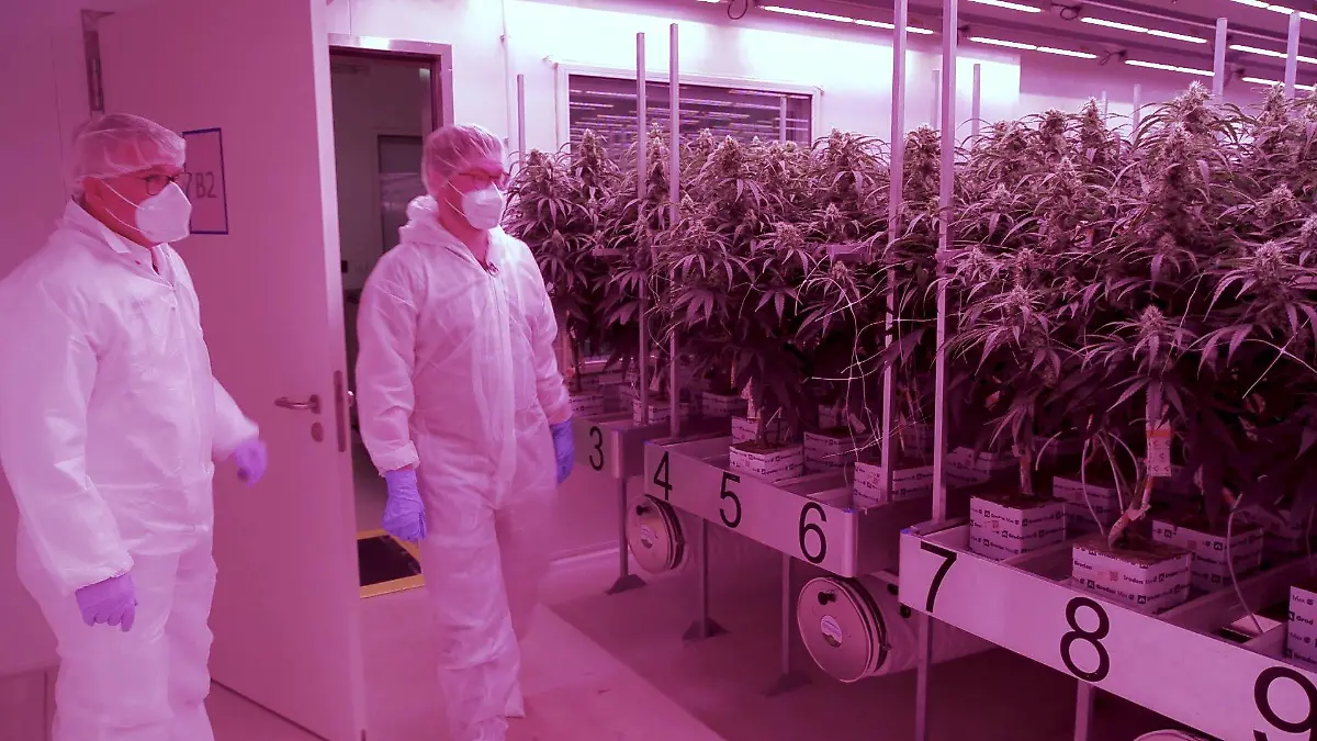 Unter strenger Kontrolle und hohen Hygienestandards werden die Cannabis-Pflanzen in Neumünster angebaut.