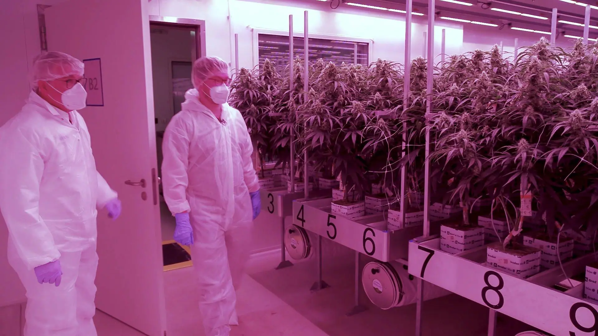 Unter strenger Kontrolle und hohen Hygienestandards werden die Cannabis-Pflanzen in Neumünster angebaut.