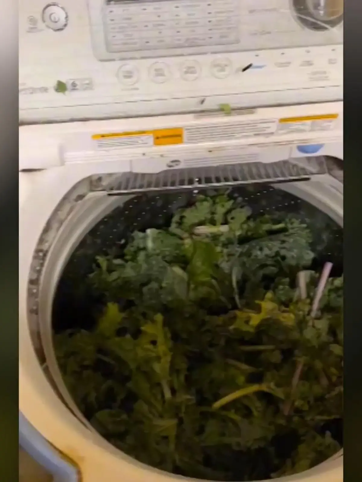 Mit den Worten: "Wasch dein Gemüse" hat diese Userin gerade ein Tiktok-Video gepostet, in dem zu sehen ist, wie sie ihren Salat in der Waschmaschine wäscht. Im Netz wird ihr für dieses Life-Hack allerdings eher der Kopf gewaschen. Die meisten finden echt ekelig, andere lustig. Und Ashley Echols aus Conway, Arizona - die ist überzeugt von ihrer Idee und Kreativität zahlt sich zumindest hier auf Tiktok mit über 22.000 Klicks aus.