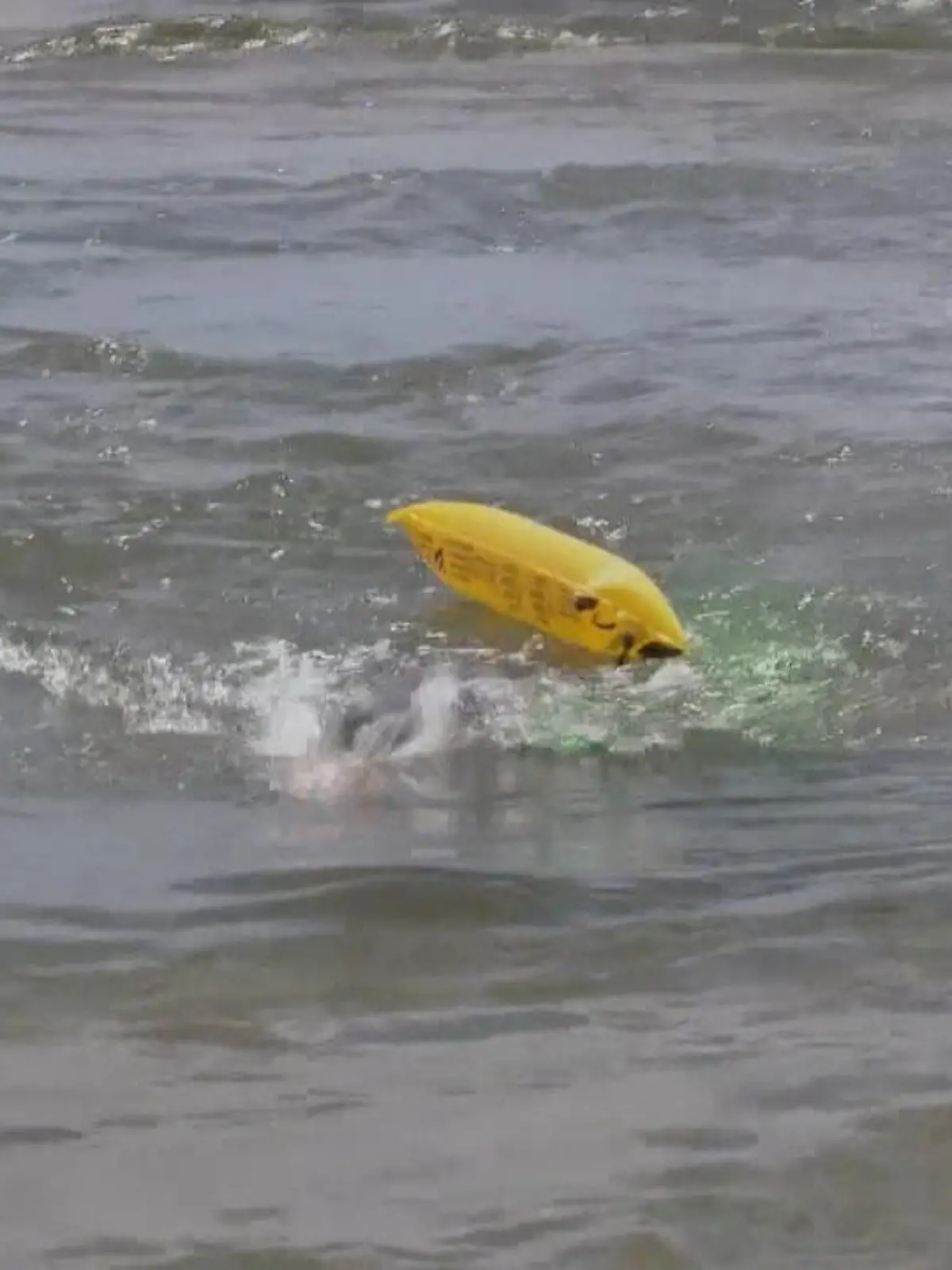 Bild zu: "Extremschwimmer krault 1.200 Kilometer"