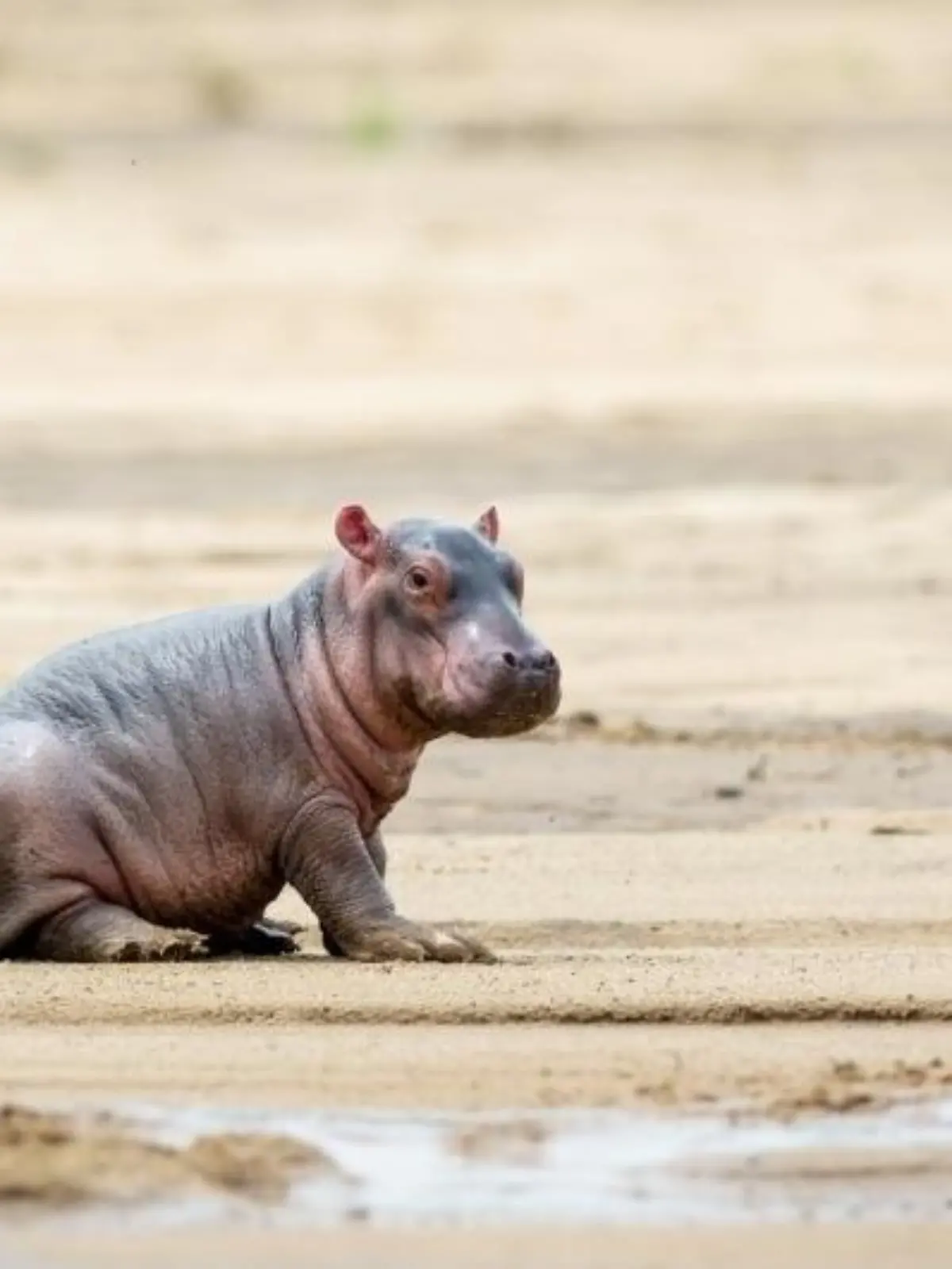 Bild zu: "Wilde Tierbabys"