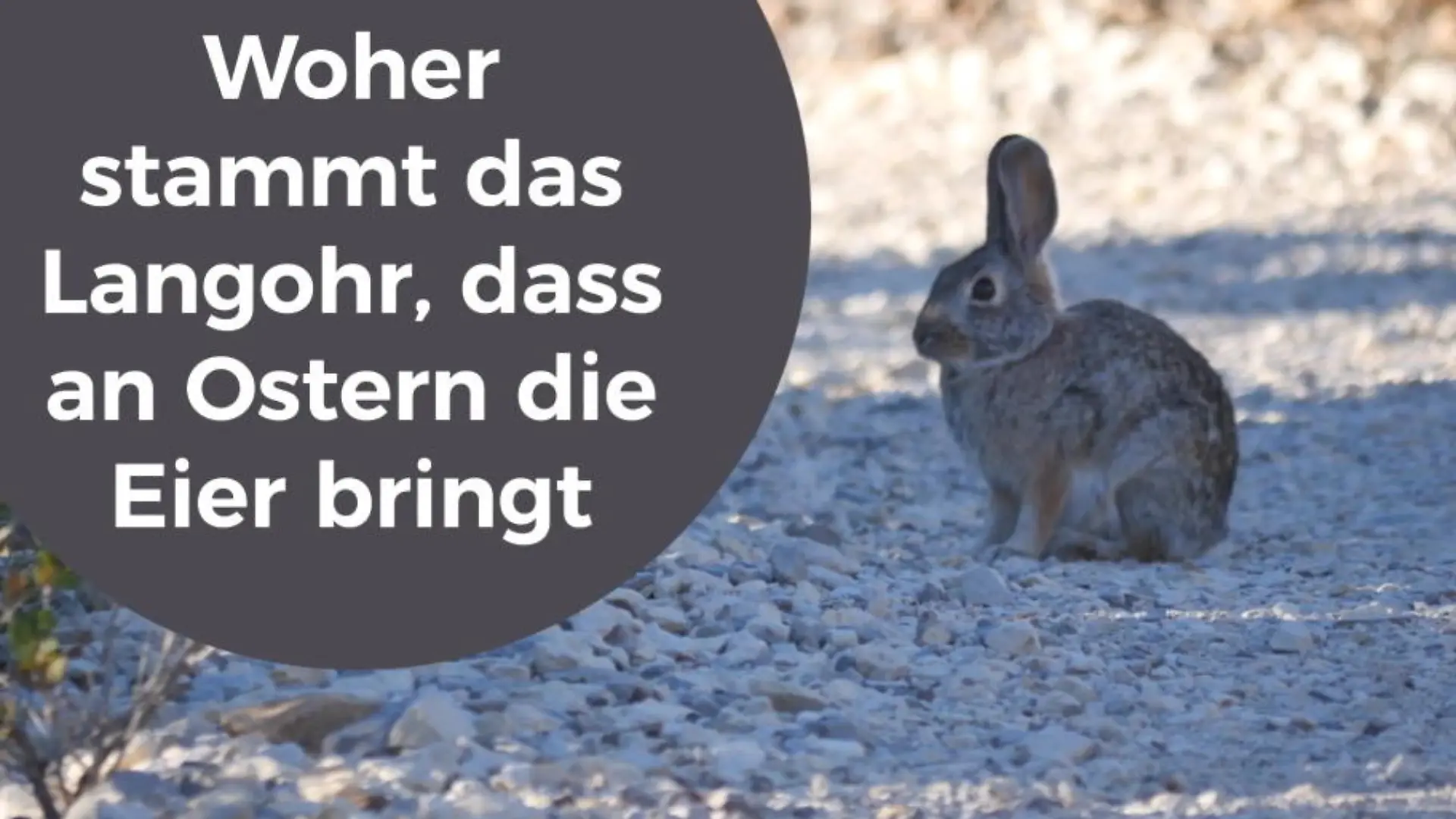 Woher stammt das Langohr, das die Eier bringt? Fakten zum Osterhasen