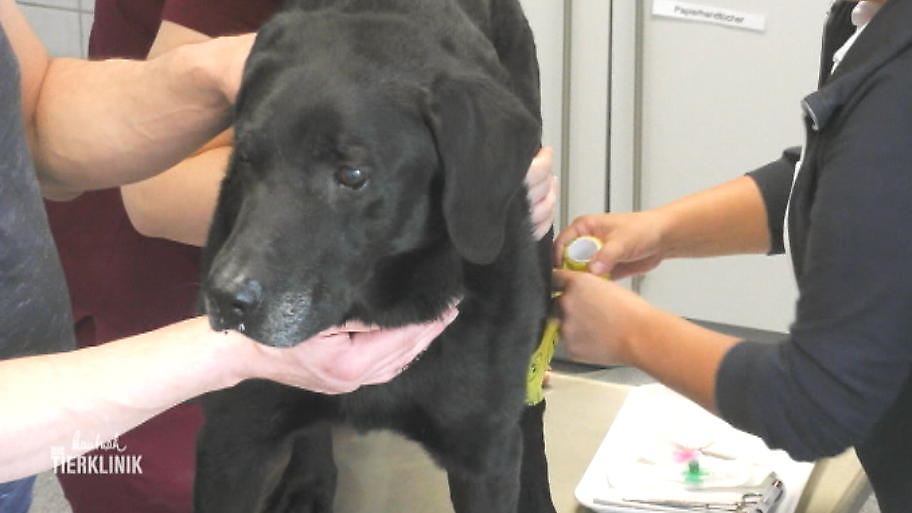 Hund Kann Nicht Mehr Aufstehen Querschnittslähmung?: Hund Spikey kann plötzlich nicht mehr aufstehen