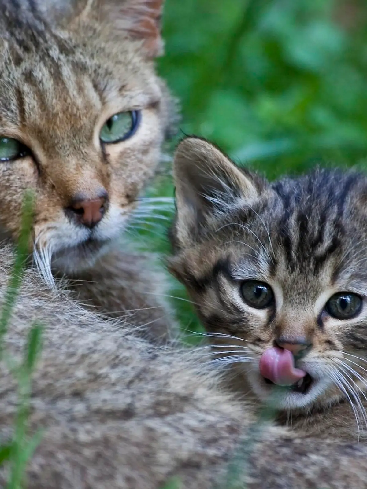 Bild zu: "Das Weserbergland"