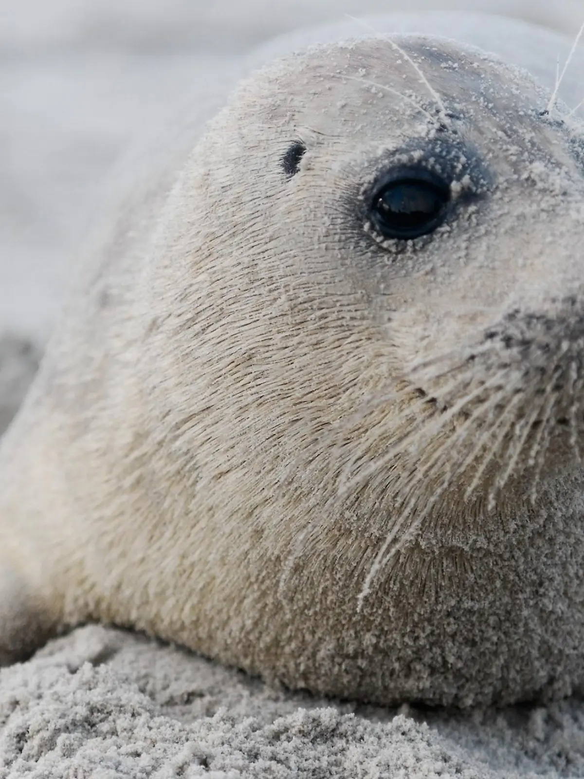 Bild zu: "Invasion der Robben"