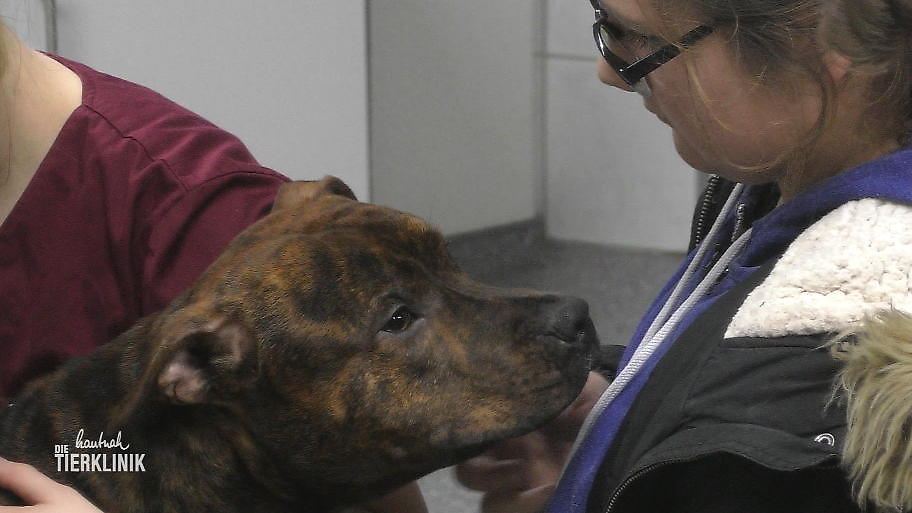 Ibuprofen 800 und Naproxen 500 Hund Hektor hatte ein ganz besonderes Mittagessen