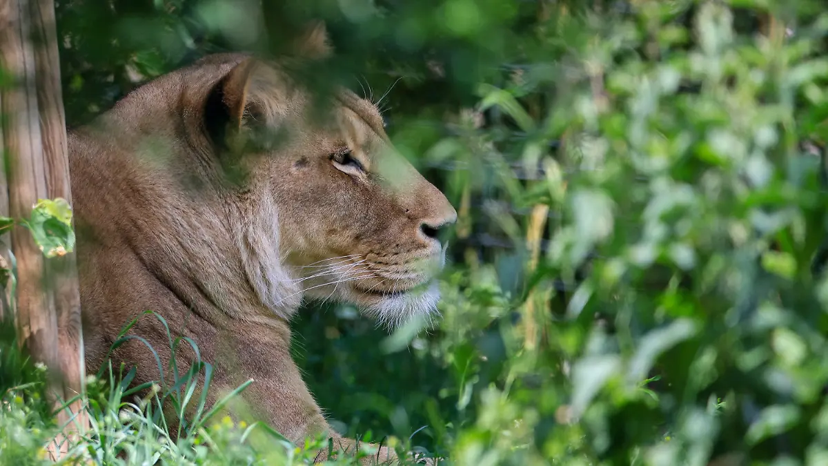 25.05.2023, Sachsen, Leipzig: Löwin Kigali liegt in der Löwensavanne Makasi Simba im Leipziger Zoo. Der Leipziger Zoo steht seit einigen Tagen in scharfer Kritik. Dabei geht es auch um einen im März geschlachteten Zebra-Hengst, der vor Besucherinnen und Besuchern an Löwen verfüttert wurde. Vor der Tötung des 15 Jahre alten Tiers habe der Zoo ein Jahr lang versucht, den Hengst anderweitig unterzubringen. Dem Zoo nach ist in diesen Fällen die letzte Option, das Tier zu töten und dann an Raubtiere verfüttern. Foto: Jan Woitas/dpa +++ dpa-Bildfunk +++