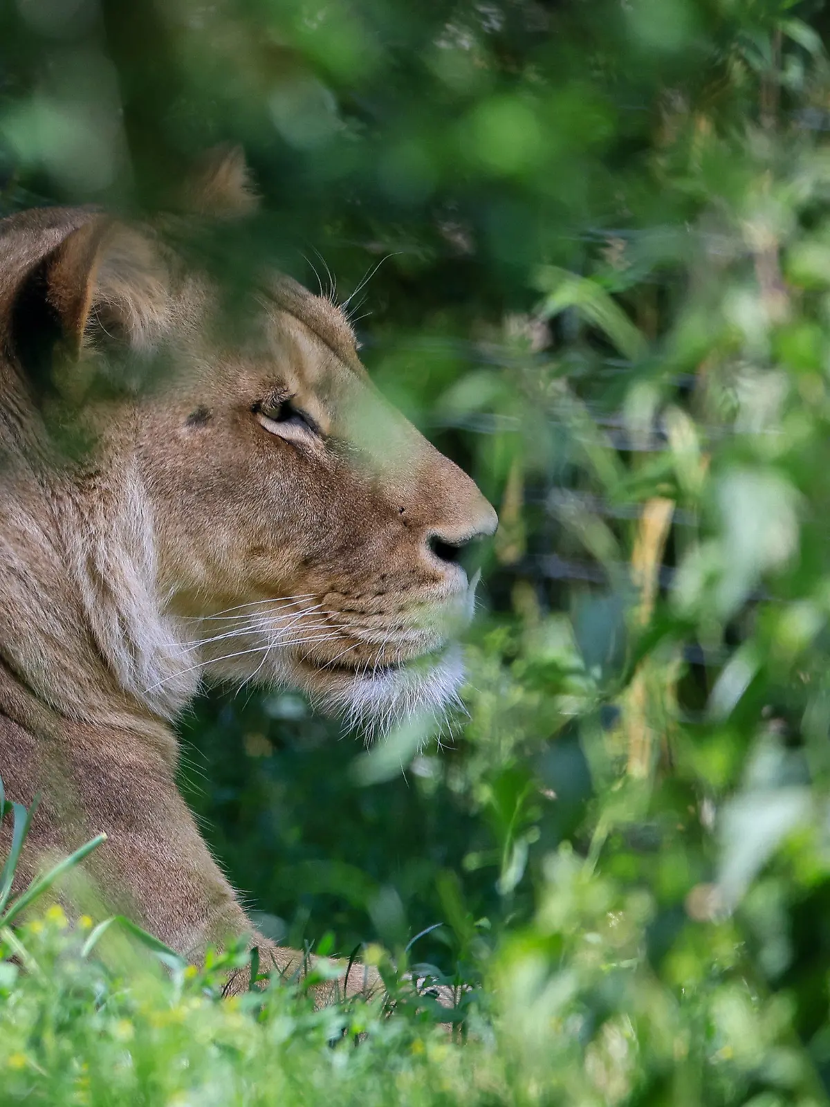 25.05.2023, Sachsen, Leipzig: Löwin Kigali liegt in der Löwensavanne Makasi Simba im Leipziger Zoo. Der Leipziger Zoo steht seit einigen Tagen in scharfer Kritik. Dabei geht es auch um einen im März geschlachteten Zebra-Hengst, der vor Besucherinnen und Besuchern an Löwen verfüttert wurde. Vor der Tötung des 15 Jahre alten Tiers habe der Zoo ein Jahr lang versucht, den Hengst anderweitig unterzubringen. Dem Zoo nach ist in diesen Fällen die letzte Option, das Tier zu töten und dann an Raubtiere verfüttern. Foto: Jan Woitas/dpa +++ dpa-Bildfunk +++