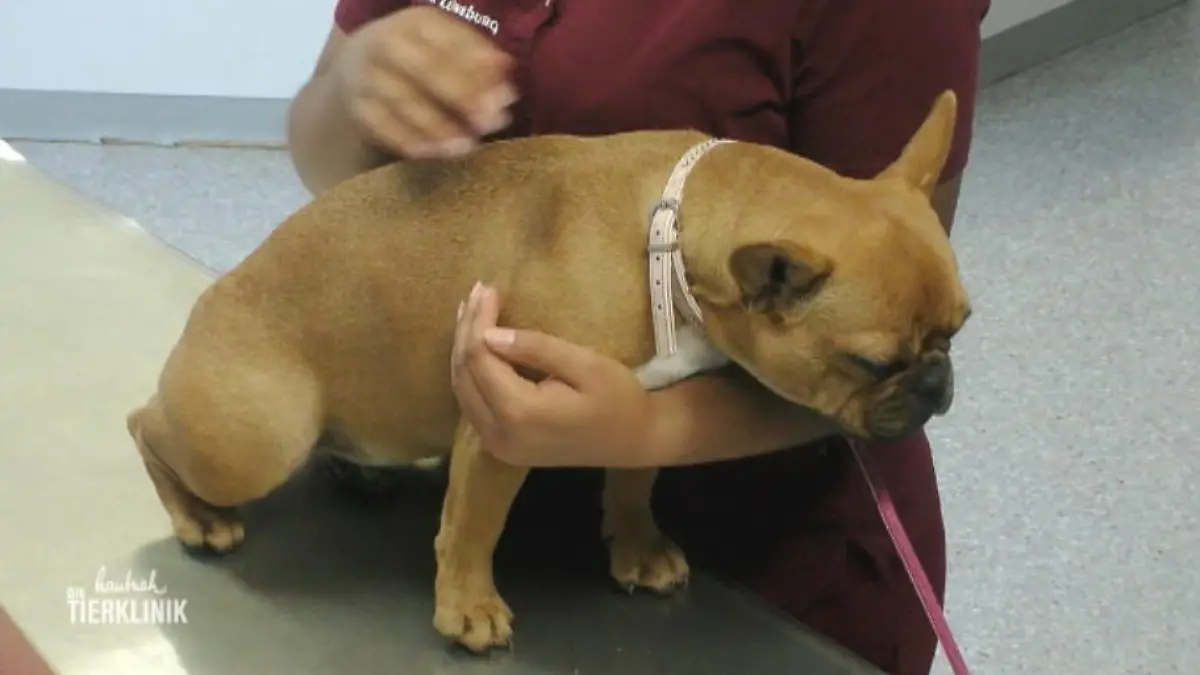 Hat die junge Hündin Zwingerhusten? Bella hat eine harte Nacht hinter sich