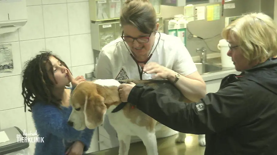 War es ein bösartiger Tumor?: Beagel Hanjo kommt heute zur Nachkontrolle