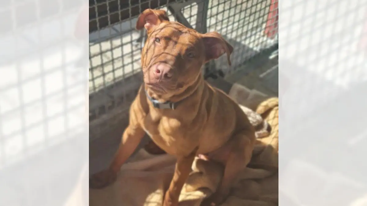 Geretteter Hund Rudi