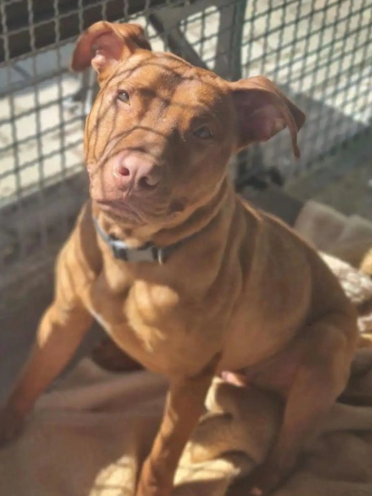 Geretteter Hund Rudi