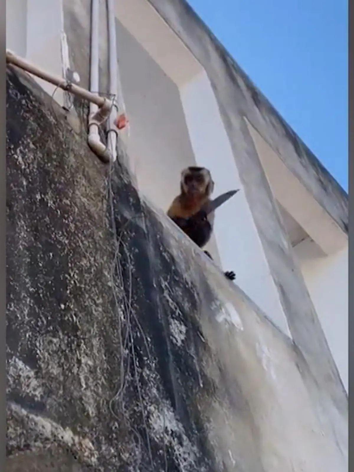 Dieser Affe hat offenbar nichts gutes im Sinn - Mit einer Machete bewaffnet sitzt er auf einer Fensterbank, schärft das Messer noch einmal und verschwindet
Was danach passiert ist, werden wir wohl nie erfahren - der tierische Täter befindet sich angeblich derzeit auf der Flucht. Verletzt wurde ein Glück niemand