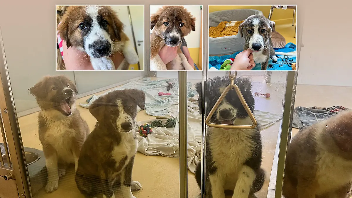 Paula, Penelope, Pamina, Pia, Karli und Kasper sind Akita Inu- Border Collie Mischlinge und suchen ein neues Zuhause.