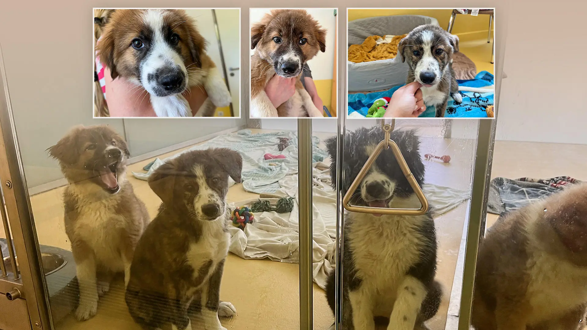 Paula, Penelope, Pamina, Pia, Karli und Kasper sind Akita Inu- Border Collie Mischlinge und suchen ein neues Zuhause.