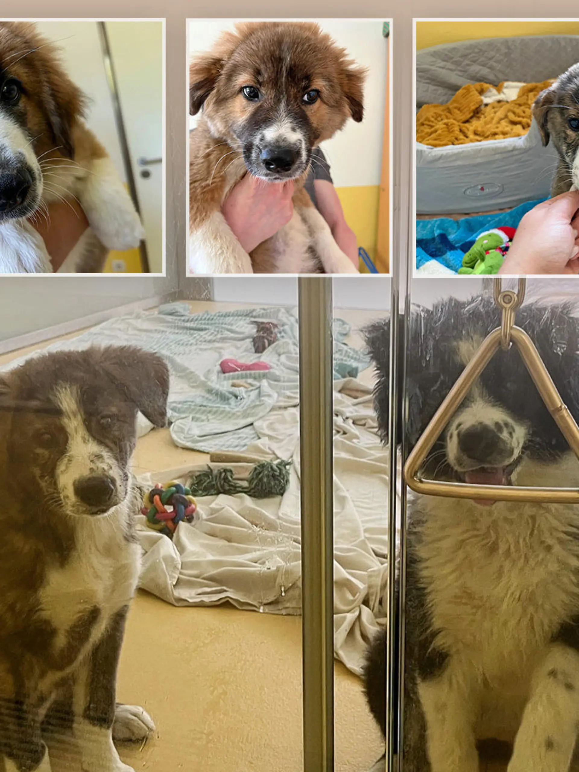 Paula, Penelope, Pamina, Pia, Karli und Kasper sind Akita Inu- Border Collie Mischlinge und suchen ein neues Zuhause.