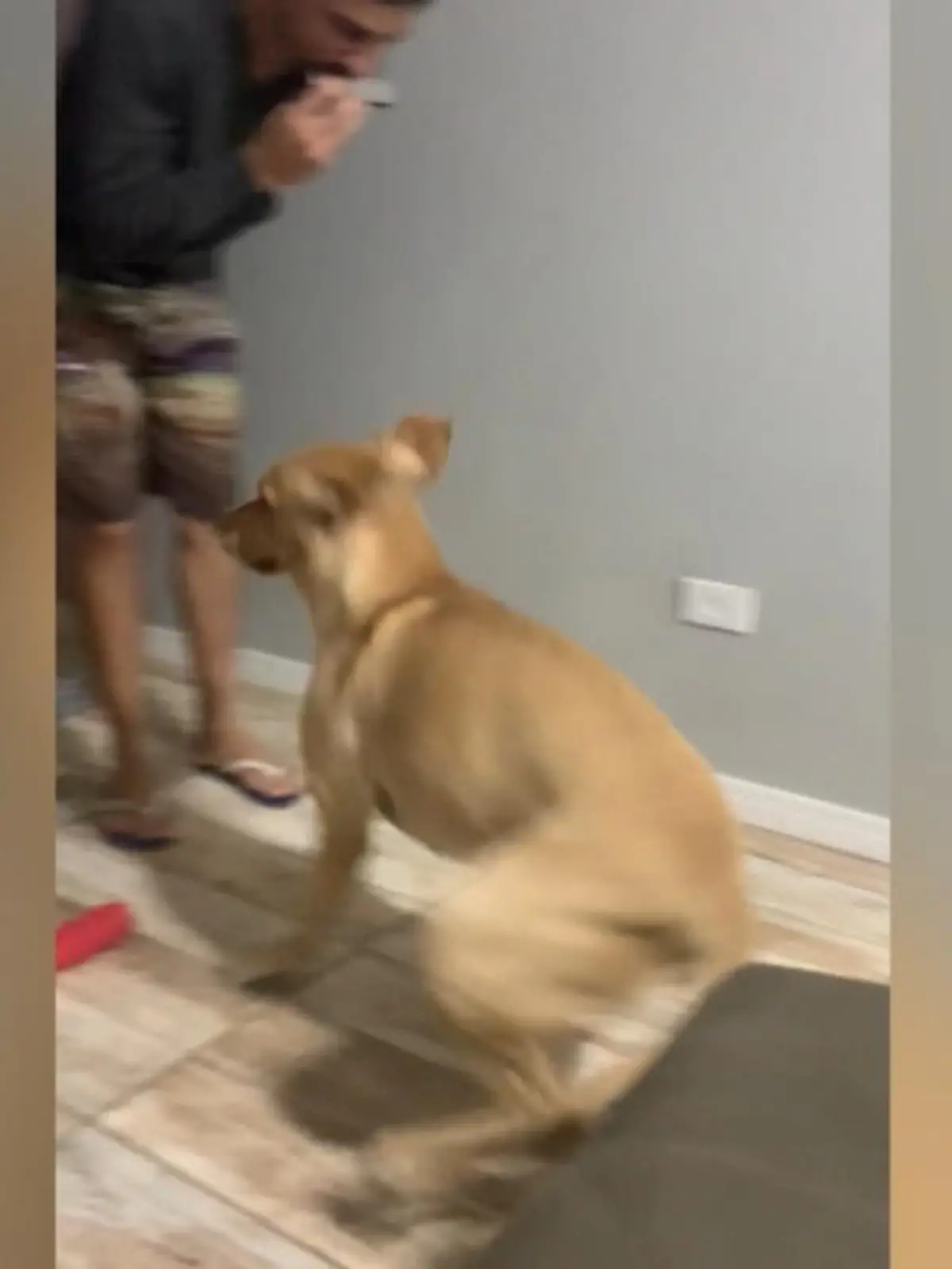Haben Sie schon mal einen Hund gesehen, der mehr Taktgefühl hat, als so mancher Mensch? Wir auch nicht! Dieser Golden Retriever zeigt uns aber, dass auch Tiere Rhythmus im Blut haben können. Sein Halter ist übrigens Brasilianer – kein Wunder also, dass sogar sein Haustier die Hüften schwingen kann!