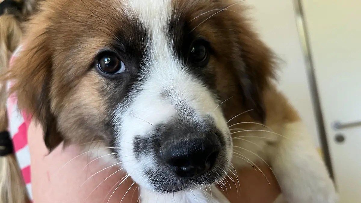 Kasper und seine Geschwister sind 4 Monate alt und suchen jeder ein neues Zuhause
