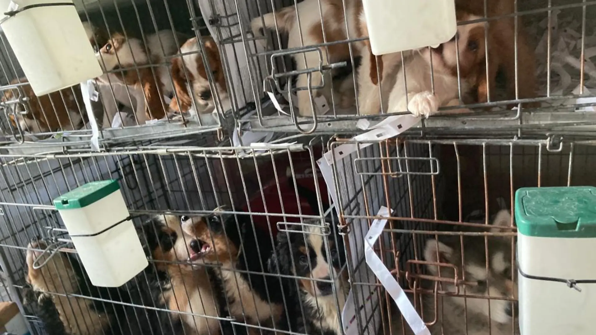 72 Hundewelpen werden in Waidhaus in Bayern aus einem Transporter gerettet. Der war unterwegs von der Slowakei nach Portugal.