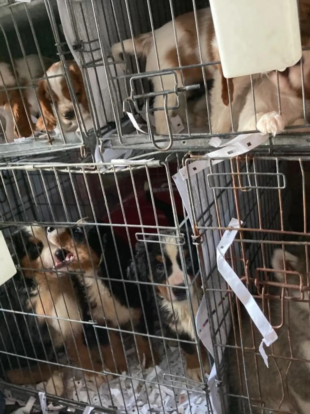 72 Hundewelpen werden in Waidhaus in Bayern aus einem Transporter gerettet. Der war unterwegs von der Slowakei nach Portugal.