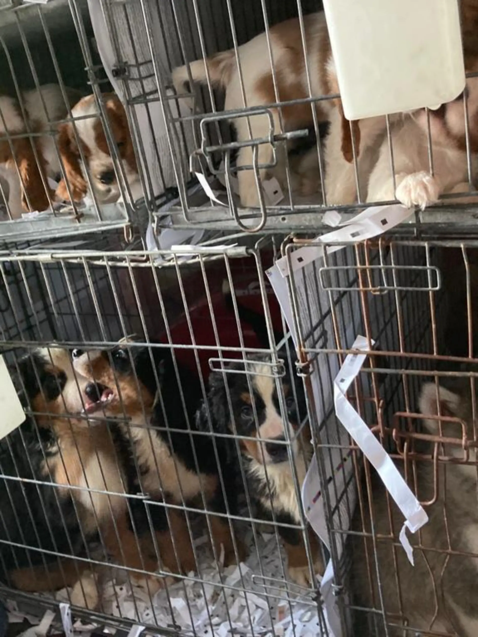 72 Hundewelpen werden in Waidhaus in Bayern aus einem Transporter gerettet. Der war unterwegs von der Slowakei nach Portugal.