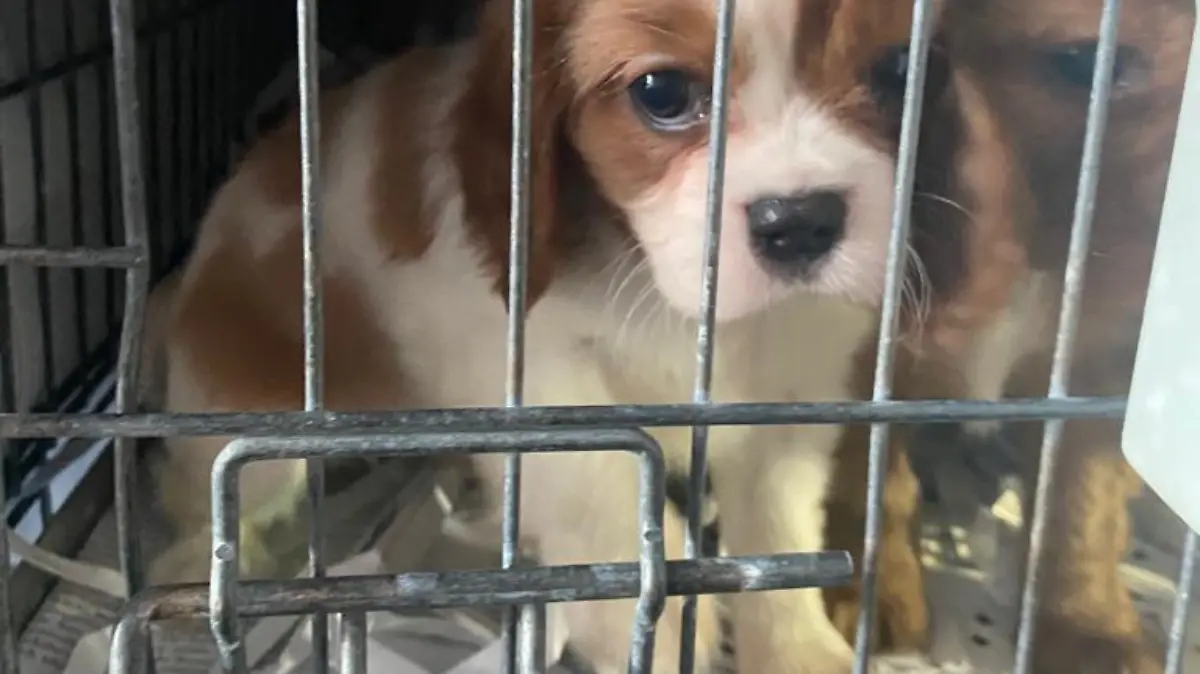 72 Hundewelpen werden in Waidhaus in Bayern aus einem Transporter gerettet. Der war unterwegs von der Slowakei nach Portugal.