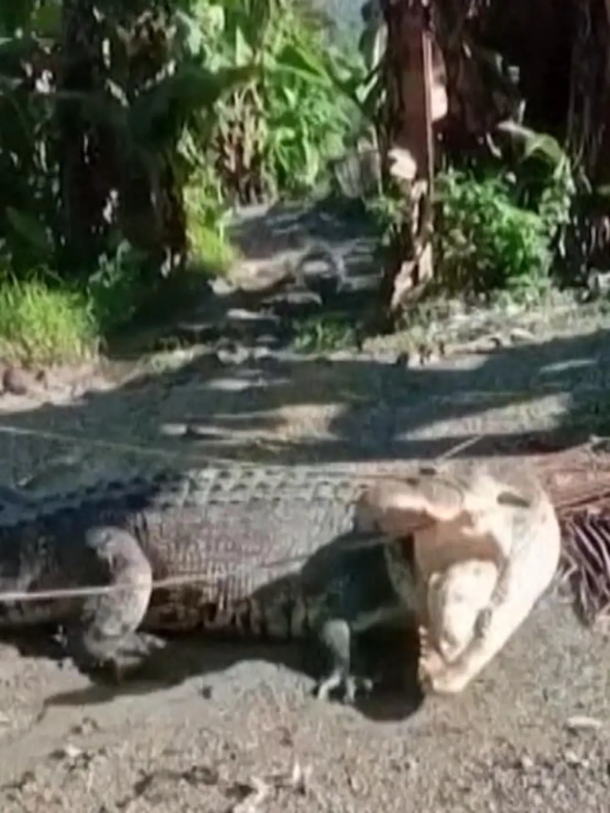 Mit nichts weiterem als einem drei Meter langen Seil hat ein 53-jähriger Mann aus Indonesien ein gigantisch großes Krokodil gefangen. So hat er anderen Menschen vermutlich das Leben gerettet!