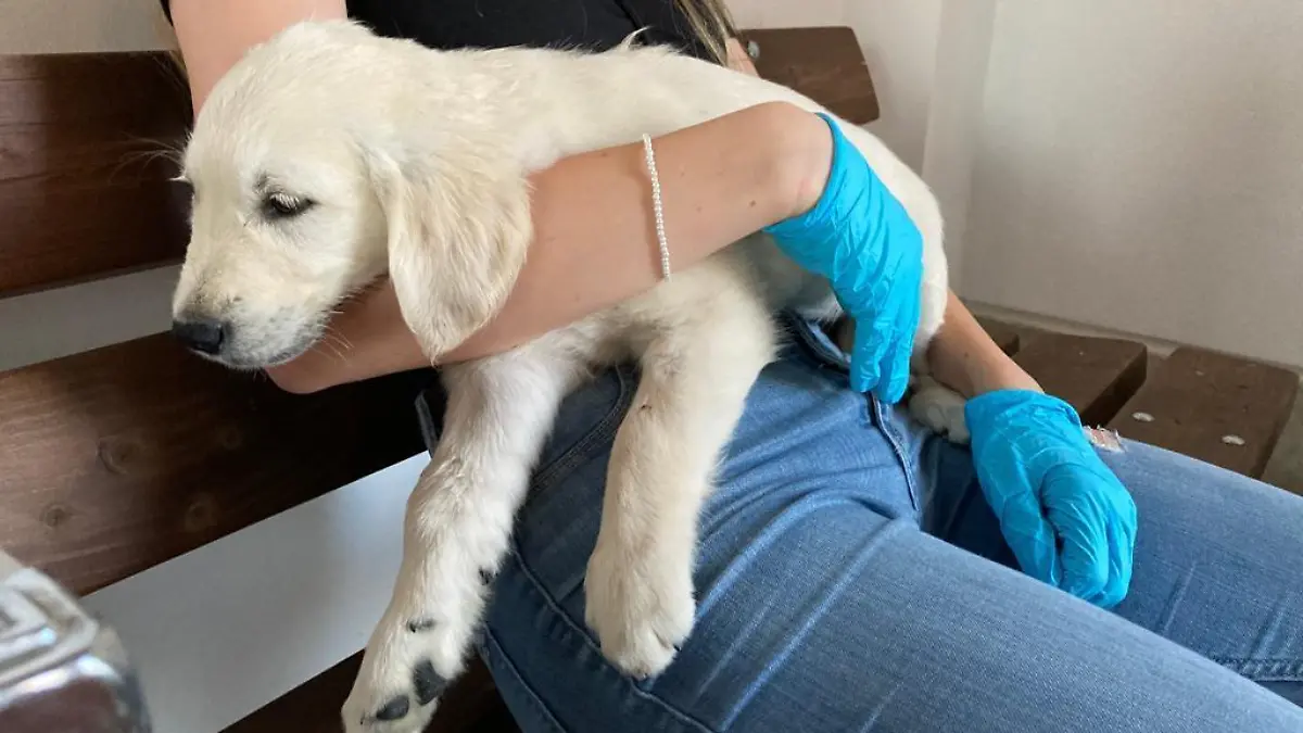 72 Hundewelpen werden in Waidhaus in Bayern aus einem Transporter gerettet. Der war unterwegs von der Slowakei nach Portugal.