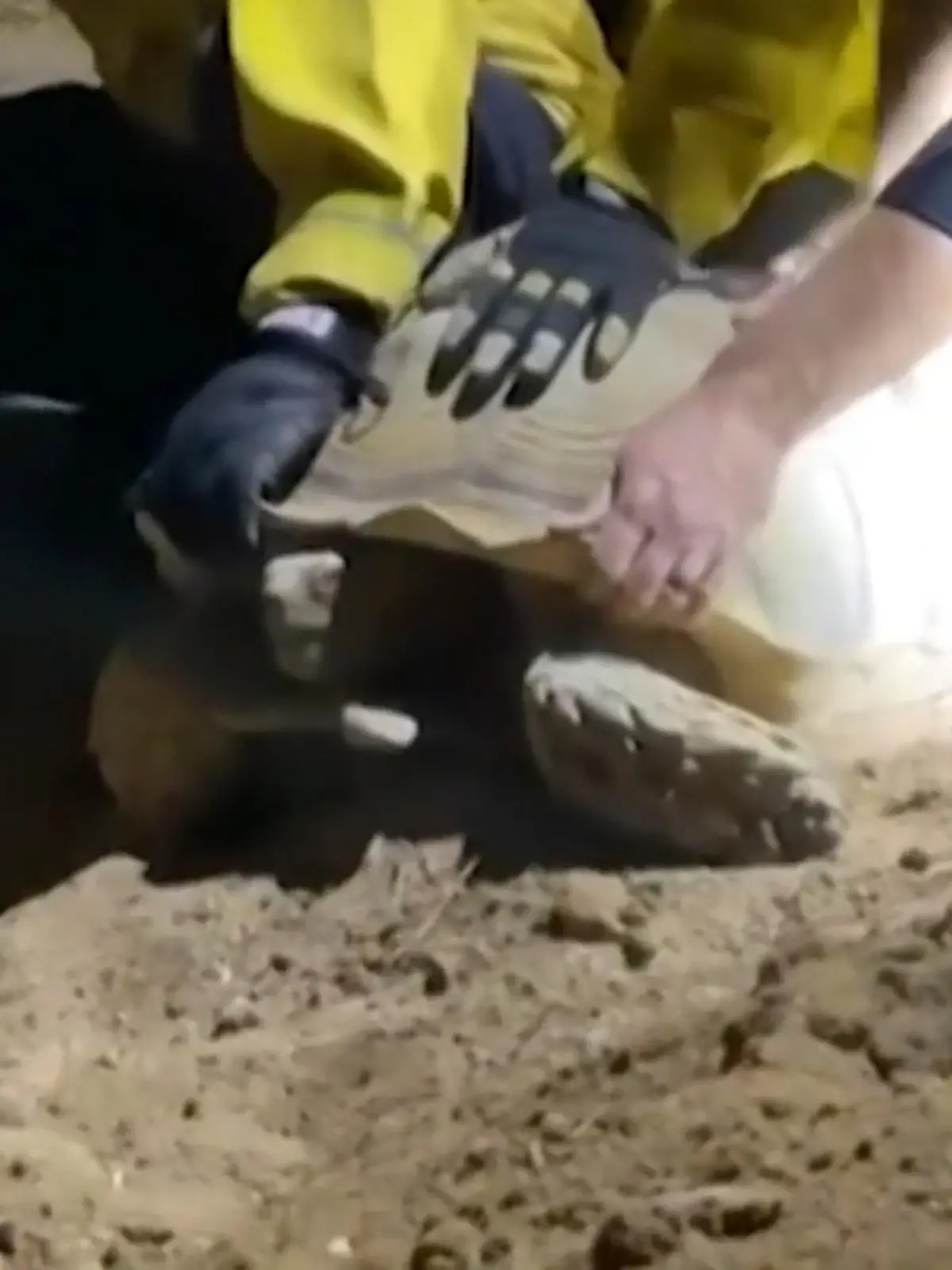 Bild zu: "Hundewelpen wegen Riesen-Schildkröte unter der Erde gefangen"