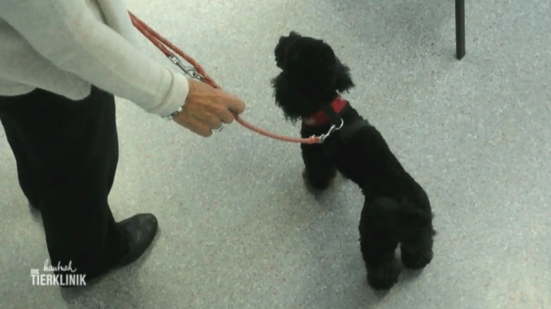 Hat Mingo was an den Kniescheiben? Verdacht von Hundefriseurin