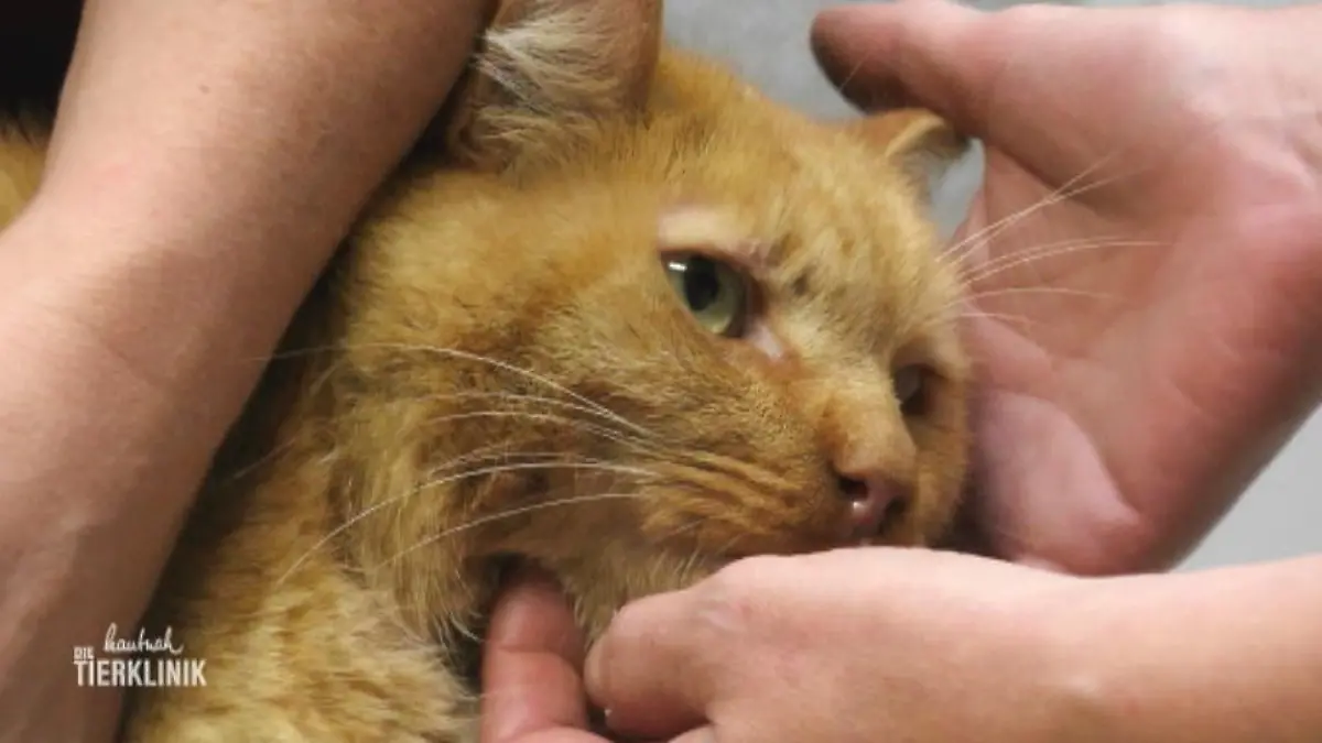 Kater Cismo hat Blut gespuckt Rattengift?