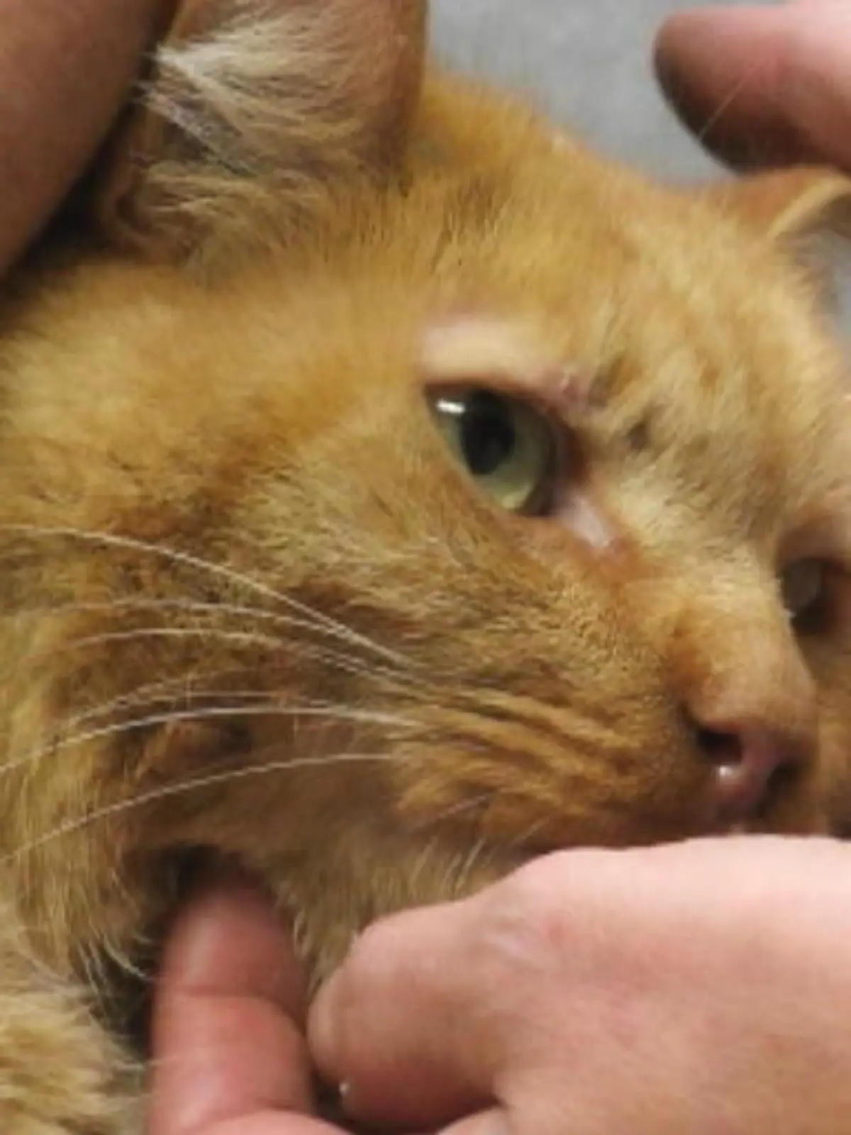 Bild zu: "Kater Cismo hat Blut gespuckt"
