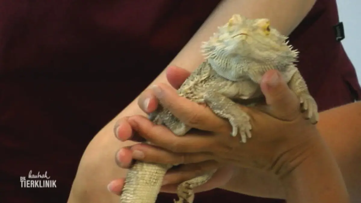 Bei diesen Bartagamen ist der Wurm drin Bartagame in der Tierklinik
