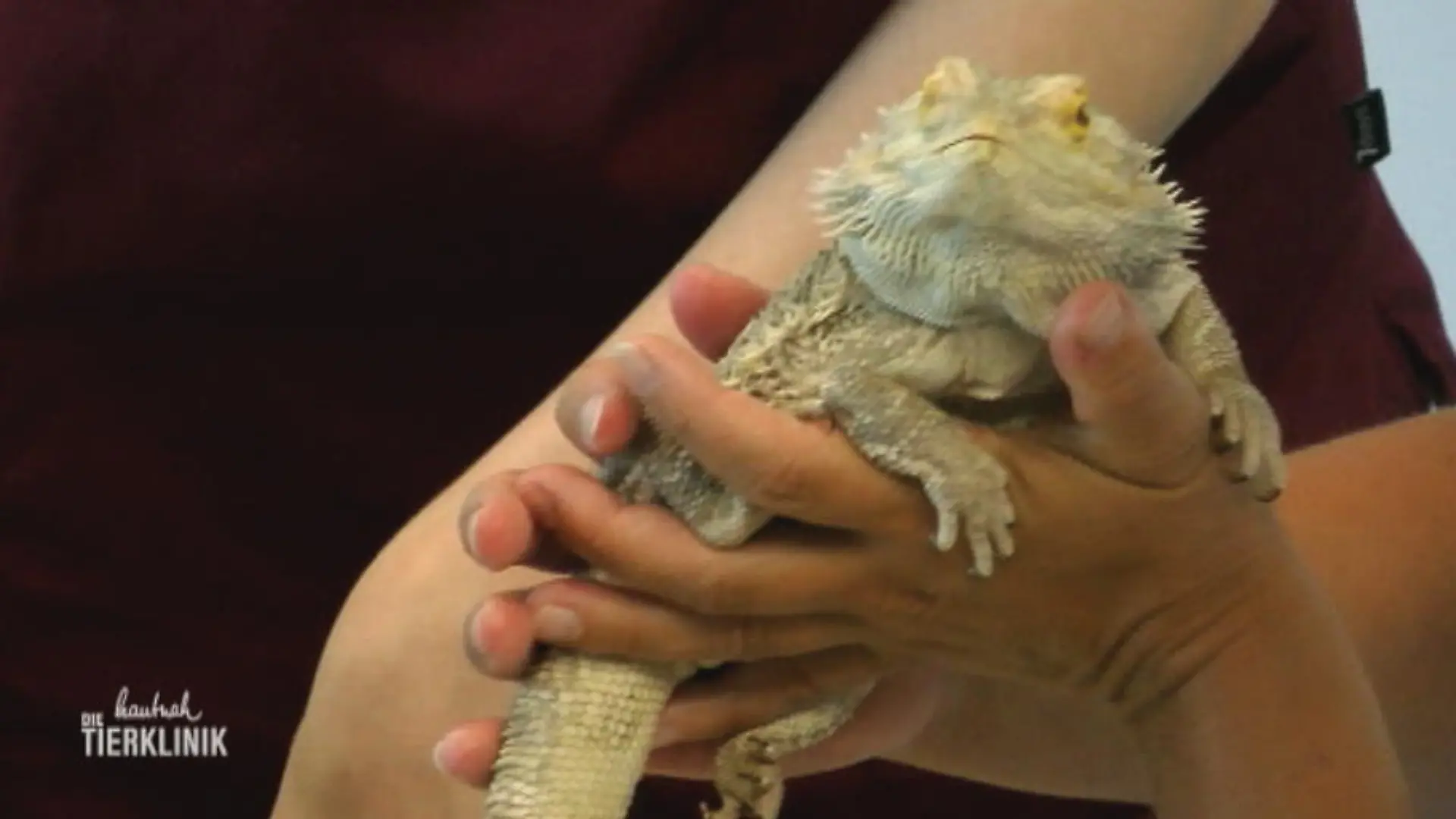Bei diesen Bartagamen ist der Wurm drin Bartagame in der Tierklinik