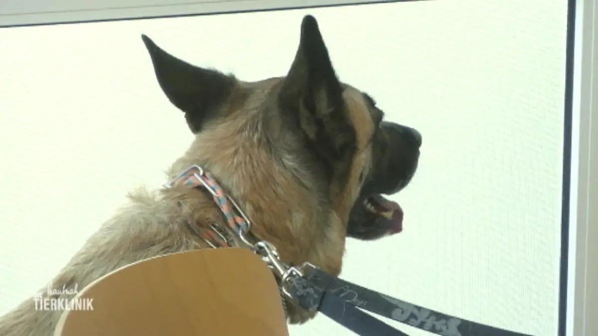 Ein belgischer Schäferhund in der Tierklinik Larina verliert stetig Gewicht