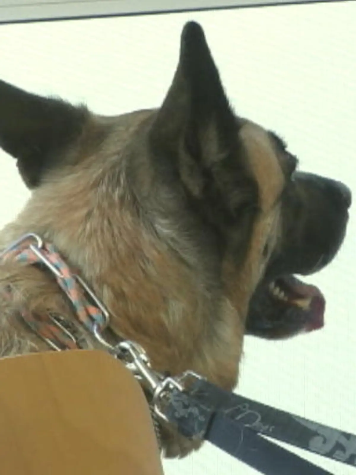 Bild zu: "Ein belgischer Schäferhund in der Tierklinik"