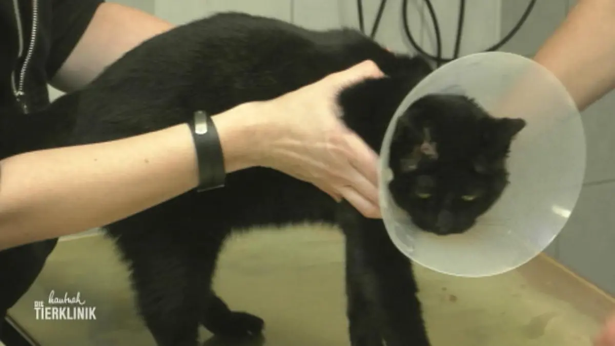 Der Juckreiz macht der Katze schwer zu schaffen Molly kratzt sich blutig
