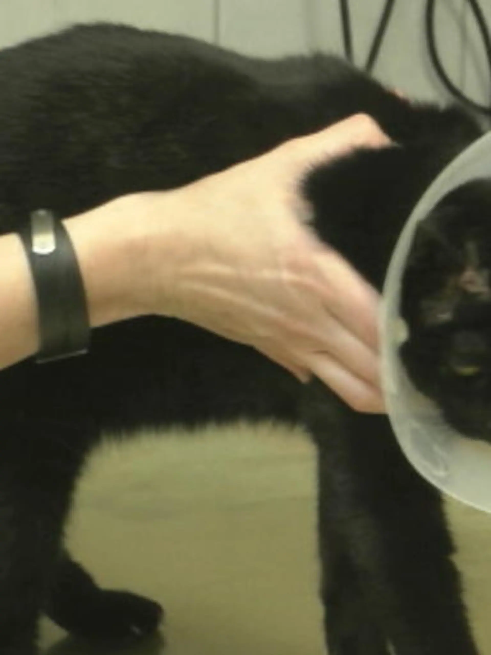 Bild zu: "Der Juckreiz macht der Katze schwer zu schaffen"