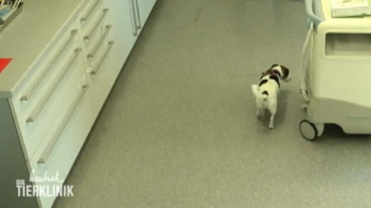 Jack Russel Hündin Lilly ist lahm und schlapp Was ist los?