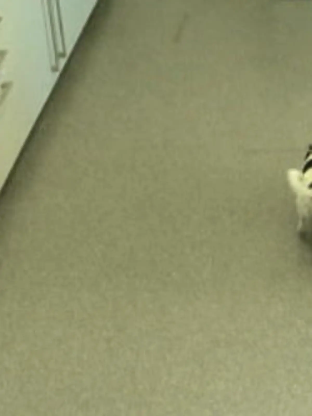 Bild zu: "Jack Russel Hündin Lilly ist lahm und schlapp"
