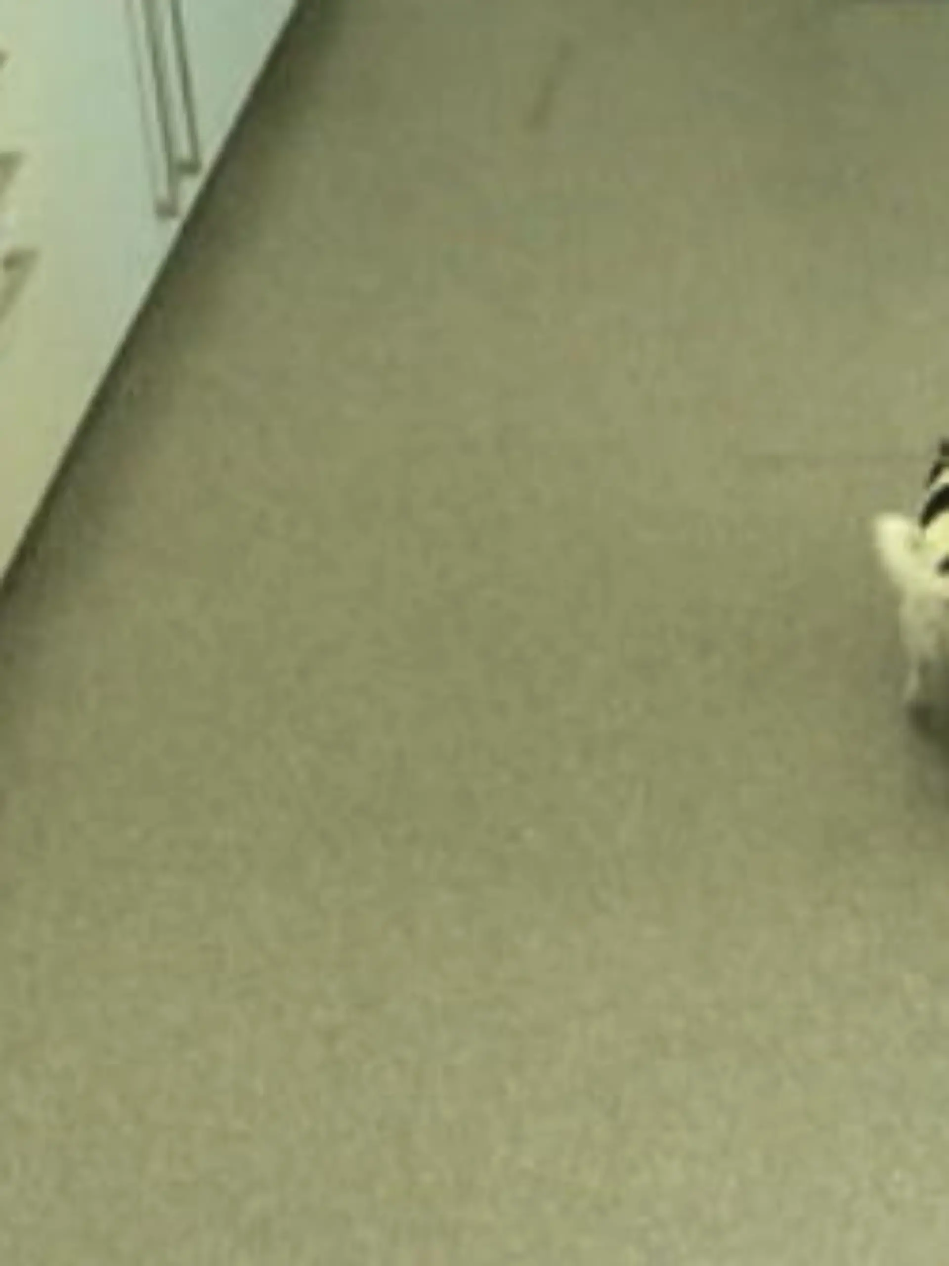 Bild zu: "Jack Russel Hündin Lilly ist lahm und schlapp"