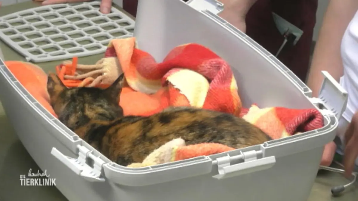 Katze Paula blutet aus der Nase und bekommt schlecht Luft Verletzte Freigängerin