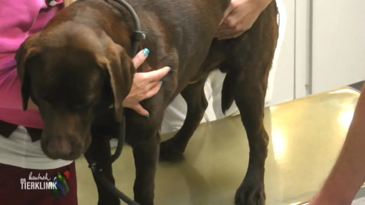 Sie gehen zusammen durch dick und dünn Labrador Pascha und sein Herrchen
