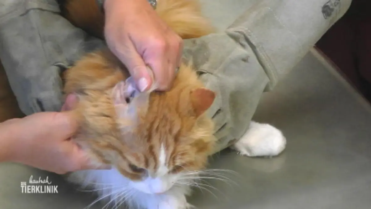 Jetzt müssen die Schutzhandschuhe rausgeholt werden Kater hat Frauchen gebissen